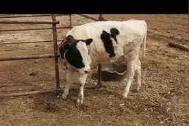 实拍农村奶牛养殖场，老大爷教你奶牛提高产奶量的六种喂养方法