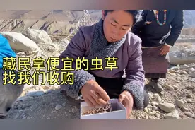 藏民找到我们露营地，一盒冬虫夏草要我们收购，价格便宜