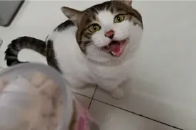 猫咪想吃冻干，对着主人说个不停，问它要吃吗？它说：要！快点！