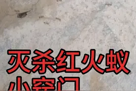 巧杀红火蚁，家中.庭院有红蚂蚁的看过来视频封面