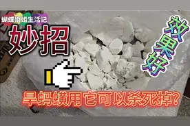 旱蚂蟥用什么东西可以灭掉？蝴蝶姐姐分享的这个妙招很好用视频封面