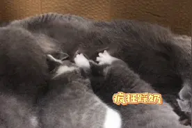 两只小奶猫抢奶喝，为多吃一口疯狂踩奶，弄得猫妈一脸生无可恋！视频封面