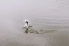 海鲈洗鳃是一门技术活，今天带大家看看鲈鱼是如何洗鳃成功跑路的视频封面