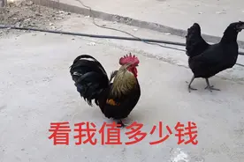 我家这只元宝鸡品种纯吧，看能值多少钱，做种鸡绝对可以不容错过视频封面