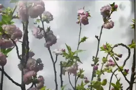 轻音乐《花的圆舞曲》华丽的旋律，优美的花姿令人陶醉！视频封面