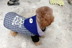 狗狗嫌弃家里热，总爱睡在冰凉的地方，于是主人只好使出这一招了视频封面