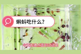 蝌蚪吃什么？家里喂养蝌蚪，据说可以给蝌蚪吃面包和鸡蛋黄视频封面