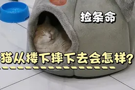 猫从三楼阳台摔下去了找不到了，找了两个半小时，看看摔成什么样视频封面