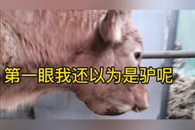 网友的牛得怪病，黄牛颌下水肿，湿寒是牛病的主因视频封面