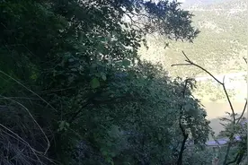 来这里随便一抓就是一把草药，你认识几种？视频封面