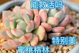 颜值担当的多肉蜜桃格林黑腐掉叶子，晾根后重新上盆，能救活吗？视频封面