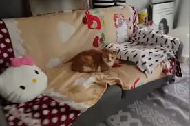 铲屎官出差三天后回家，猫咪热情成狗狗