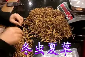 冬虫夏草每天应该吃多少，吃多久才能有效果，你吃对了吗视频封面