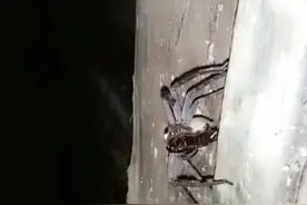 蟑螂出来吃蜜蜂蜘蛛出来吃蟑螂