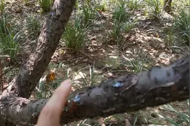 榆叶梅流胶很严重，采取哪些措施防治呢？视频封面