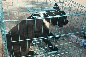 看看法国斗牛犬和巴哥犬混血的狗狗模样，它脖子上的白毛挺有个性