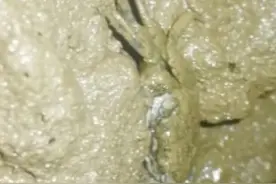 如何教你们饲养小螃蟹，一年三年都不会死😊视频封面