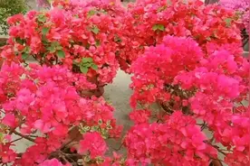 三角梅超勤花品种介绍！带你认识五颜六色的三角梅品种（一）