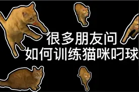 如何训练猫咪叼球，超简单！保证学不会！视频封面