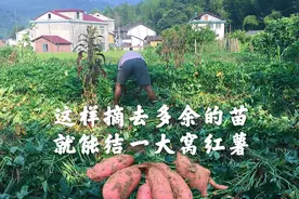 红薯苗生长太旺盛，这样简单翻摘一次苗，就会结的红薯又大又多