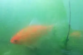 惊闻鳑鲏也能吃？视频封面