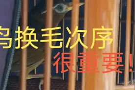 换毛期注意了，鸟这样次序换毛才正常很重要，听老农分享很实用