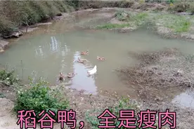 小波家里深山放养鸭，从来不担心有人偷，这种养殖方式真大胆