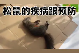 【特殊宠物】关于松鼠的常见疾病跟预防措施，你必须具备的常识