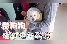 社区催好几次，今天终于带狗狗去注射电子芯片，是有身份证的狗了视频封面