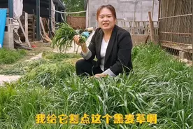 农村大姐割麦草喂兔子，揭秘几天的小兔子就可以吃青草了视频封面