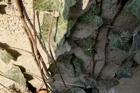 常春藤，优良攀援绿化植物，有气生根。视频封面