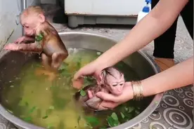 用槟榔叶泡水给猴子洗澡，猴子：遇上这样的主人也是醉了！视频封面