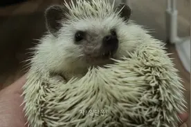 刺猬喜欢吃蠕虫，主人忍着害怕给它投喂视频封面