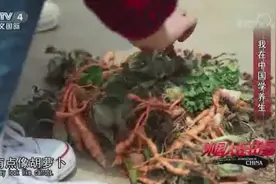 跟养生老人学上几道养生菜，凉拌地黄丝简单又养生，来学习下视频封面