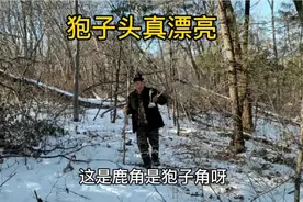 东北林区傻狍子泛滥，赶山看到好多狍子窝，还捡到漂亮狍子头视频封面