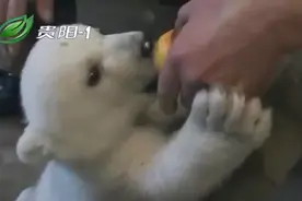 刚出生没多久的小北极熊，整天黏着主人，好可爱！视频封面