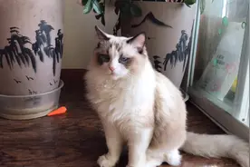 猫的尾巴像个鸡毛掸子、做个拖把因该不错，打扫卫生的好帮手视频封面