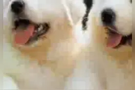 十二生肖中属狗的几月份出生最好视频封面
