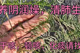 【天冬】一种常用中药材，别名老虎尾巴。