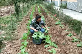 适合米饭的新鲜配菜