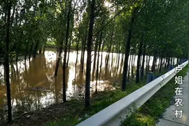 泰安东平昨天下的雨真大！看看！耗了一天了，还有那么多水。