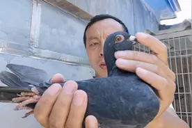 黑色桑杰士，有哪些有点，博哥现场鉴鸽！