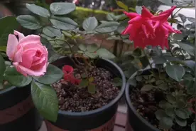 新买月季苗叶子干枯怎么办？三个小贴士来帮忙，红双喜实力作证。