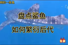 盘点各种鲨鱼是如何繁衍后代的？视频封面