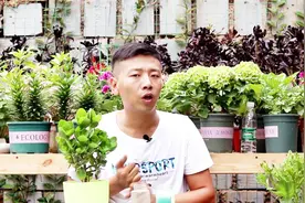 夏季长寿花底叶干枯，别害怕，2个“方法”巧解决，秋季开爆花视频封面