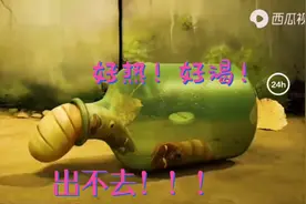 虫子：小红、  小黄被困在瓶子里出不来视频封面