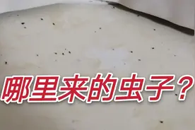 家里最近出现好多虫子，阳妈终于找到原因，你家也要注意哦！