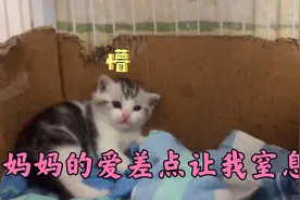猫妈用舌头给小奶猫洗脸，舔的太猛差点把小家伙憋晕过去！视频封面
