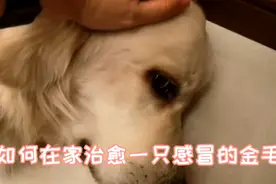 哈利又发烧了，不去医院不花钱，看我如何治好它