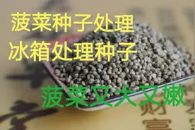 种菠菜提前将种子用这种方法处理一下，保证出苗齐、菠菜大又嫩